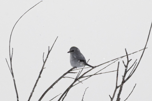 Northern Shrike (Lanius borealis)
