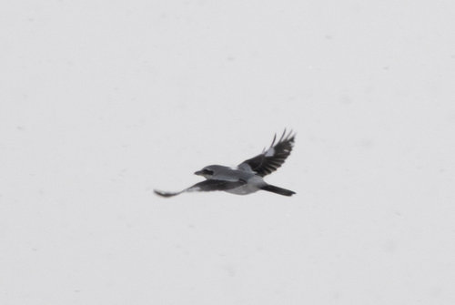 Northern Shrike (Lanius borealis), photo 2