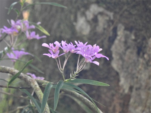 Epidendrum image