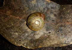 Annabellia assimilans