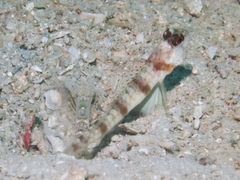 Longspine Shrimpgoby photo 4