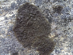 Pseudephebe minuscula