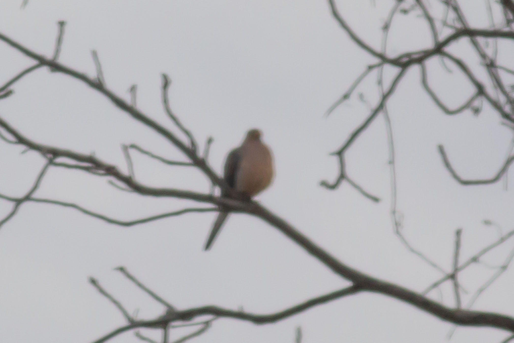 Mourning Dove (Zenaida macroura), photo 2