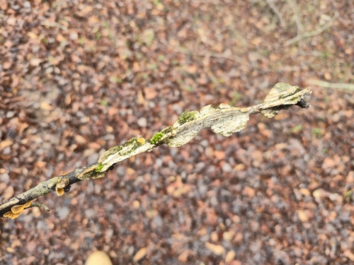Wahoo elm