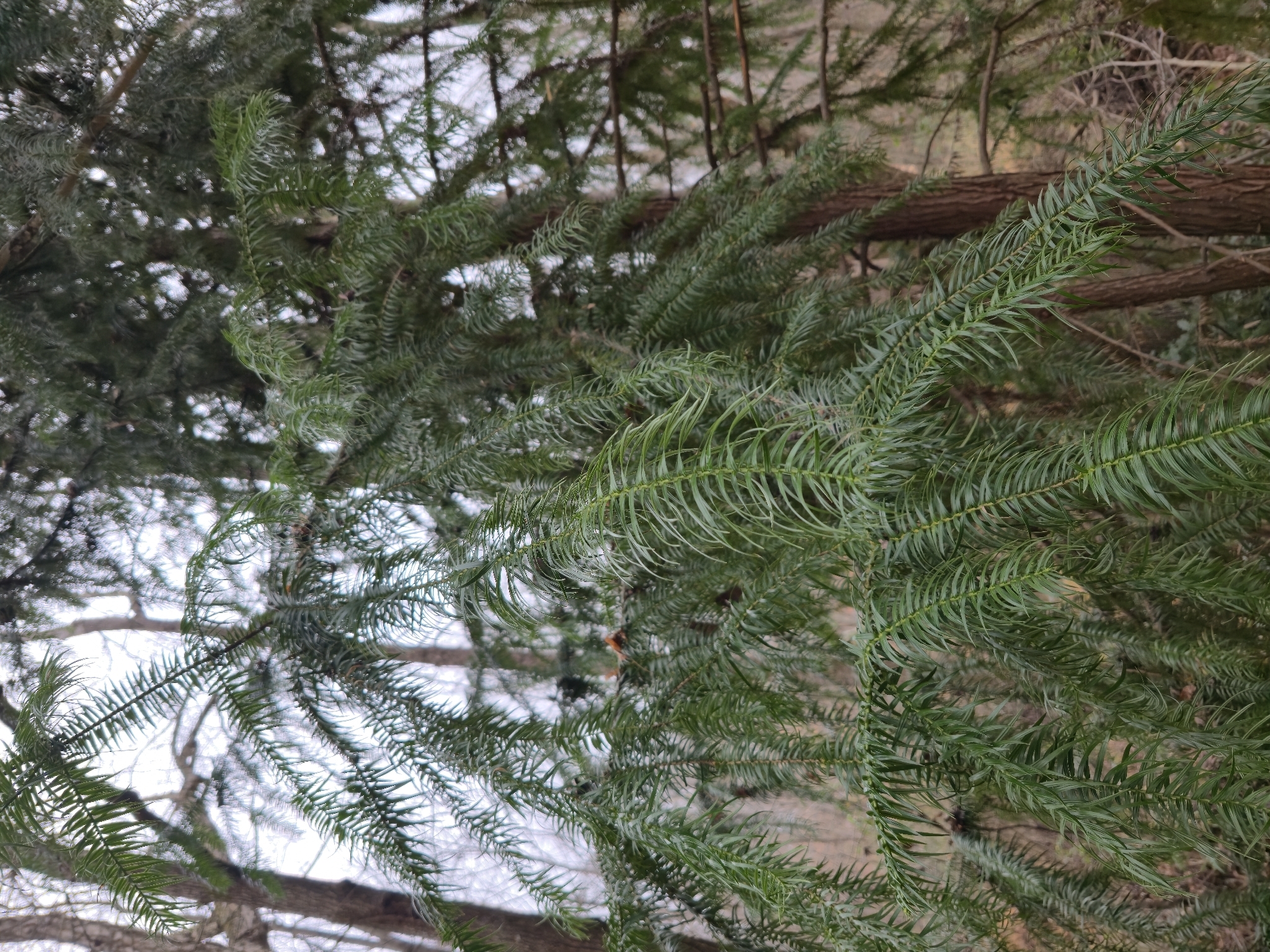Chinese Fir (Cunninghamia lanceolata)