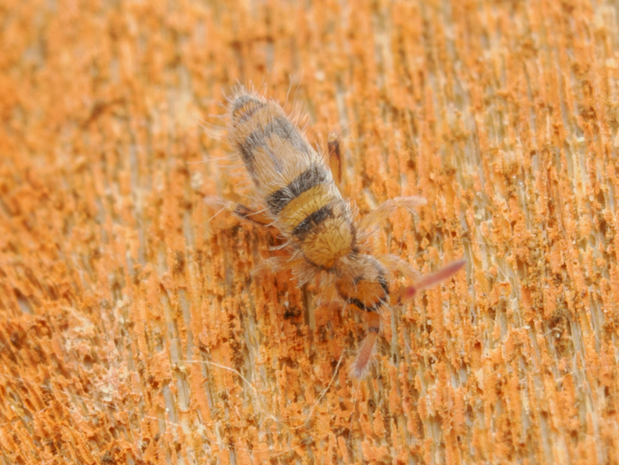 Entomobrya triangularis Schött, 1896