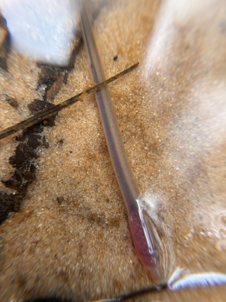 Southern brook lamprey (Ichthyomyzon gagei) — Petromyzontidae