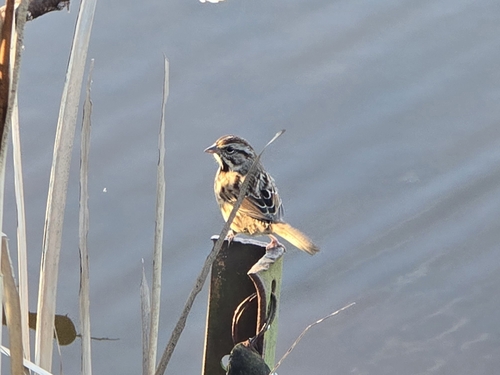 Song Sparrow (Melospiza melodia), photo 9
