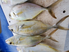Caranx bartholomaei
