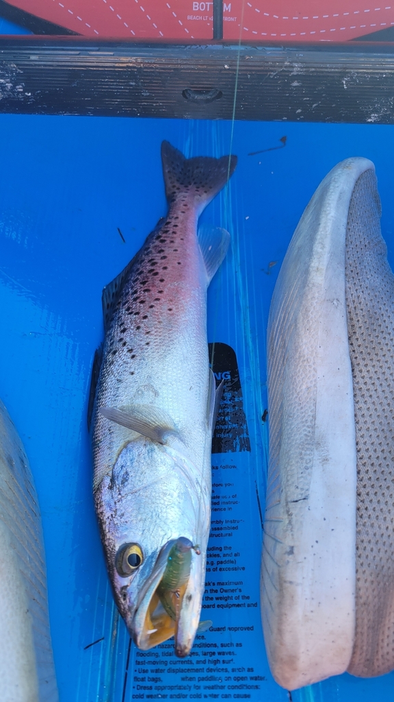 Spotted seatrout (Cynoscion nebulosus) — Sciaenidae