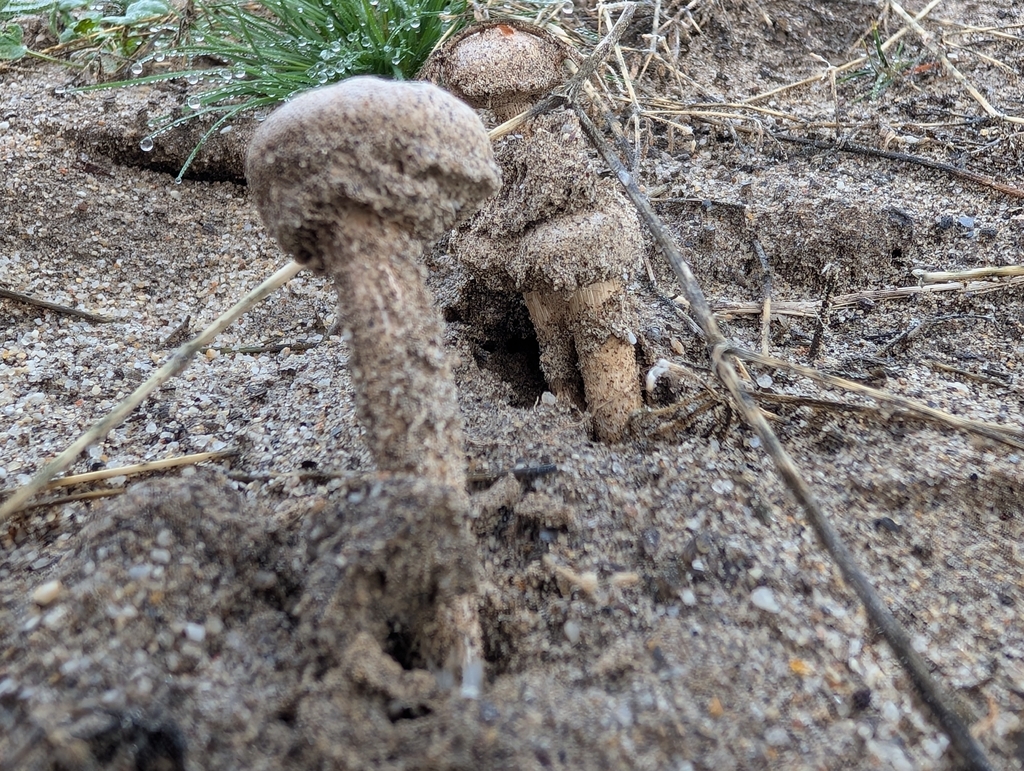 Battarrea phalloides · January 2026 · photo: © akbirder (iNaturalist, cc-by)