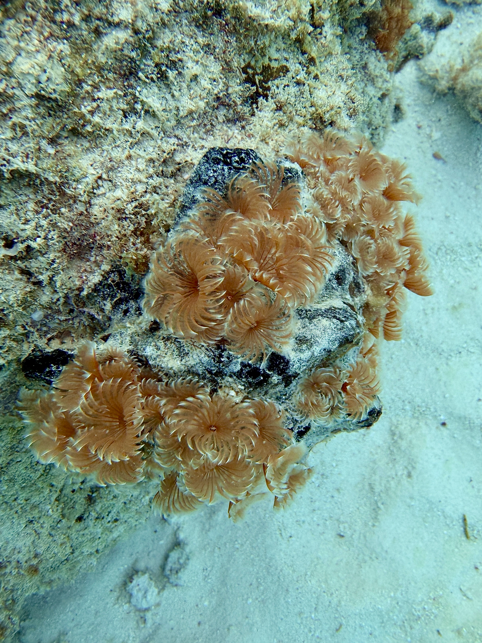 Bispira brunnea (Treadwell, 1917)