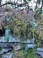 Pleopeltis polylepis