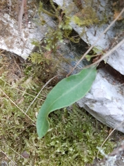 Pleopeltis polylepis