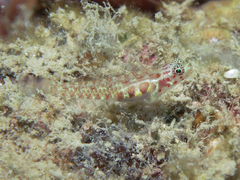 Black-Spotted Pygmy-Goby photo 1