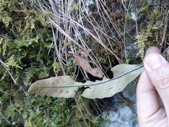 Pleopeltis polylepis