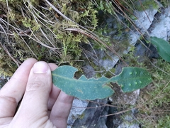 Pleopeltis polylepis