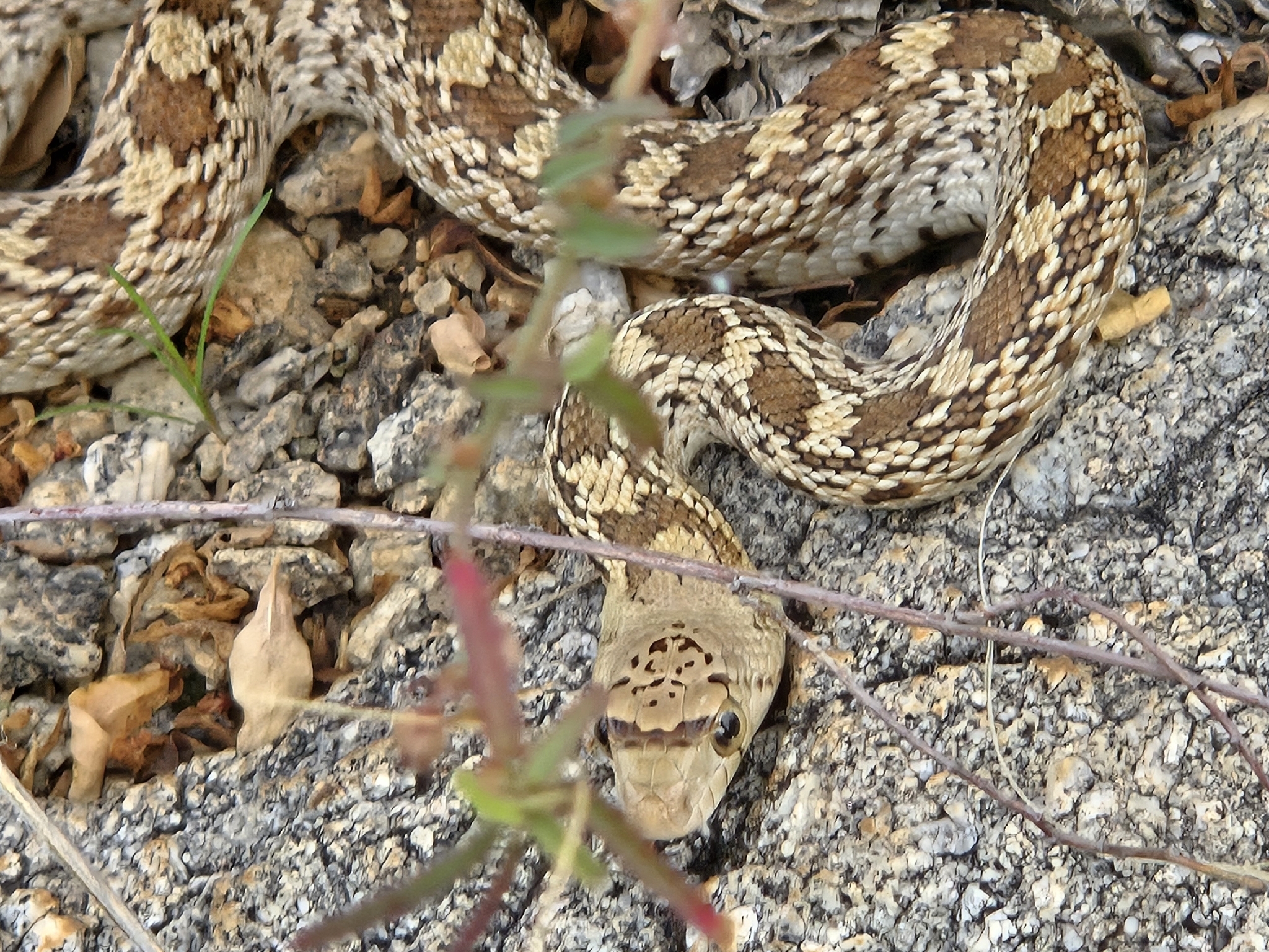 Pituophis catenifer affinis Hallowell, 1852