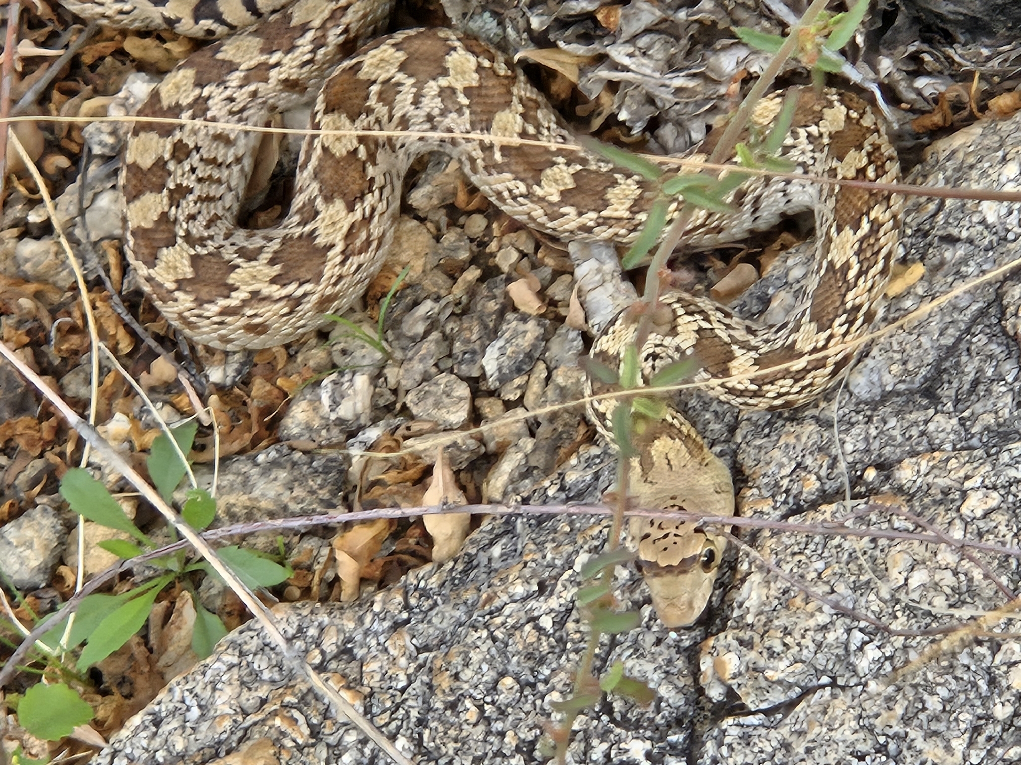 Pituophis catenifer affinis Hallowell, 1852