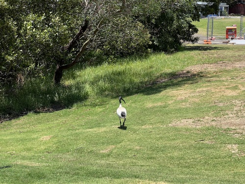 Australian White Ibis (Threskiornis molucca), photo 6