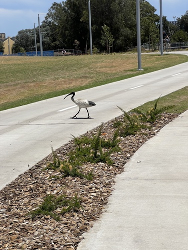 Australian White Ibis (Threskiornis molucca), photo 7
