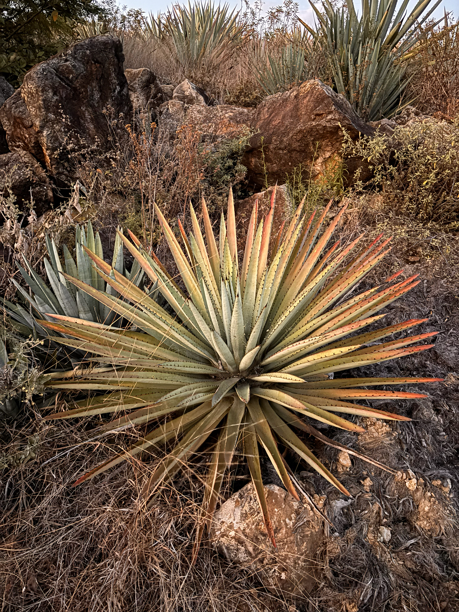 Black-spined agave
