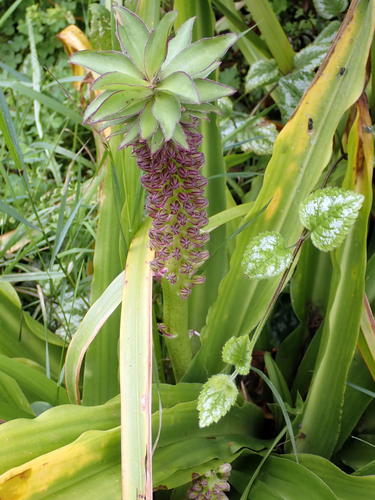 Eucomis comosa
