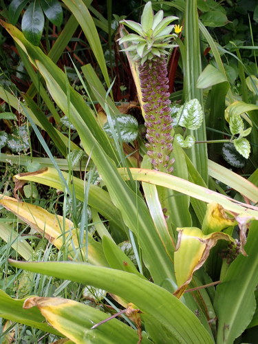 Eucomis comosa