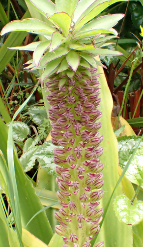 Eucomis comosa