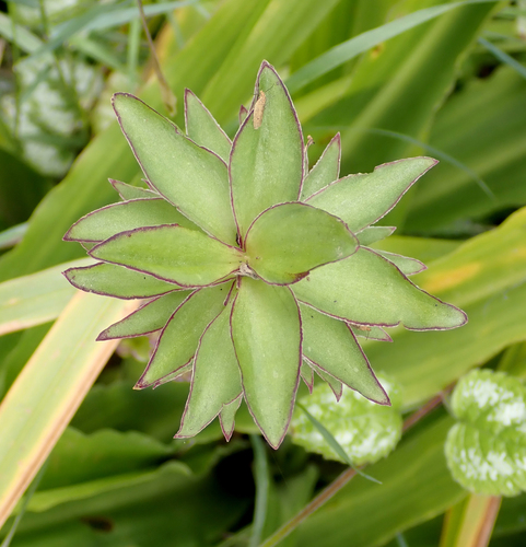 Eucomis comosa