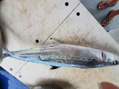 Scomberomorus regalis