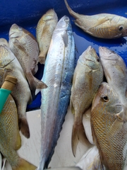 Scomberomorus regalis