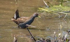Porzana fluminea