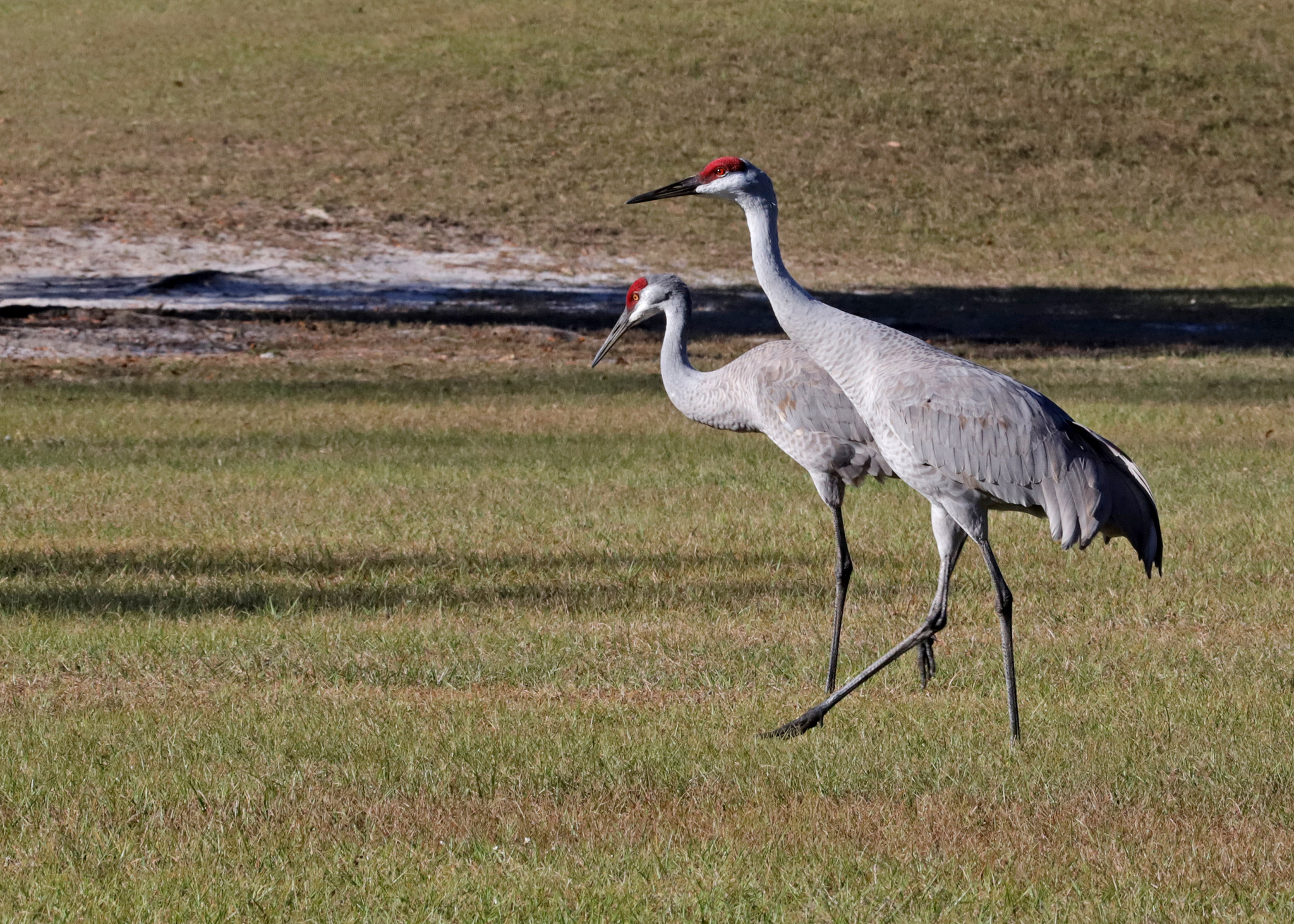 Sandhill Crane (Antigone canadensis)