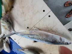 Scomberomorus regalis