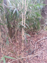 Pseudosasa japonica