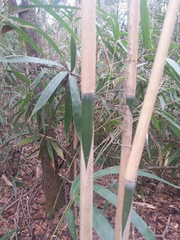 Pseudosasa japonica