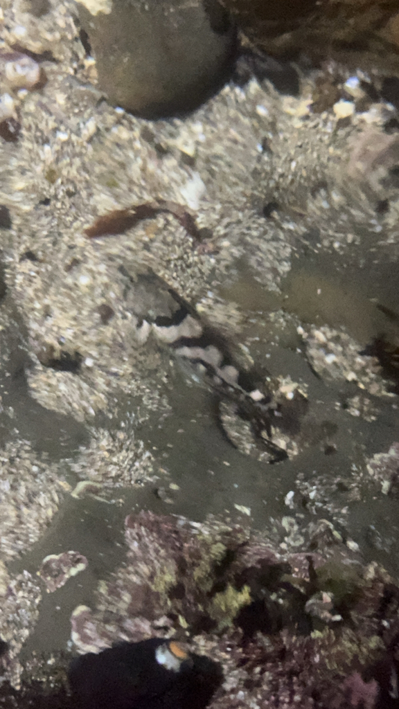 Tidepool sculpin (Oligocottus maculosus) — Cottidae