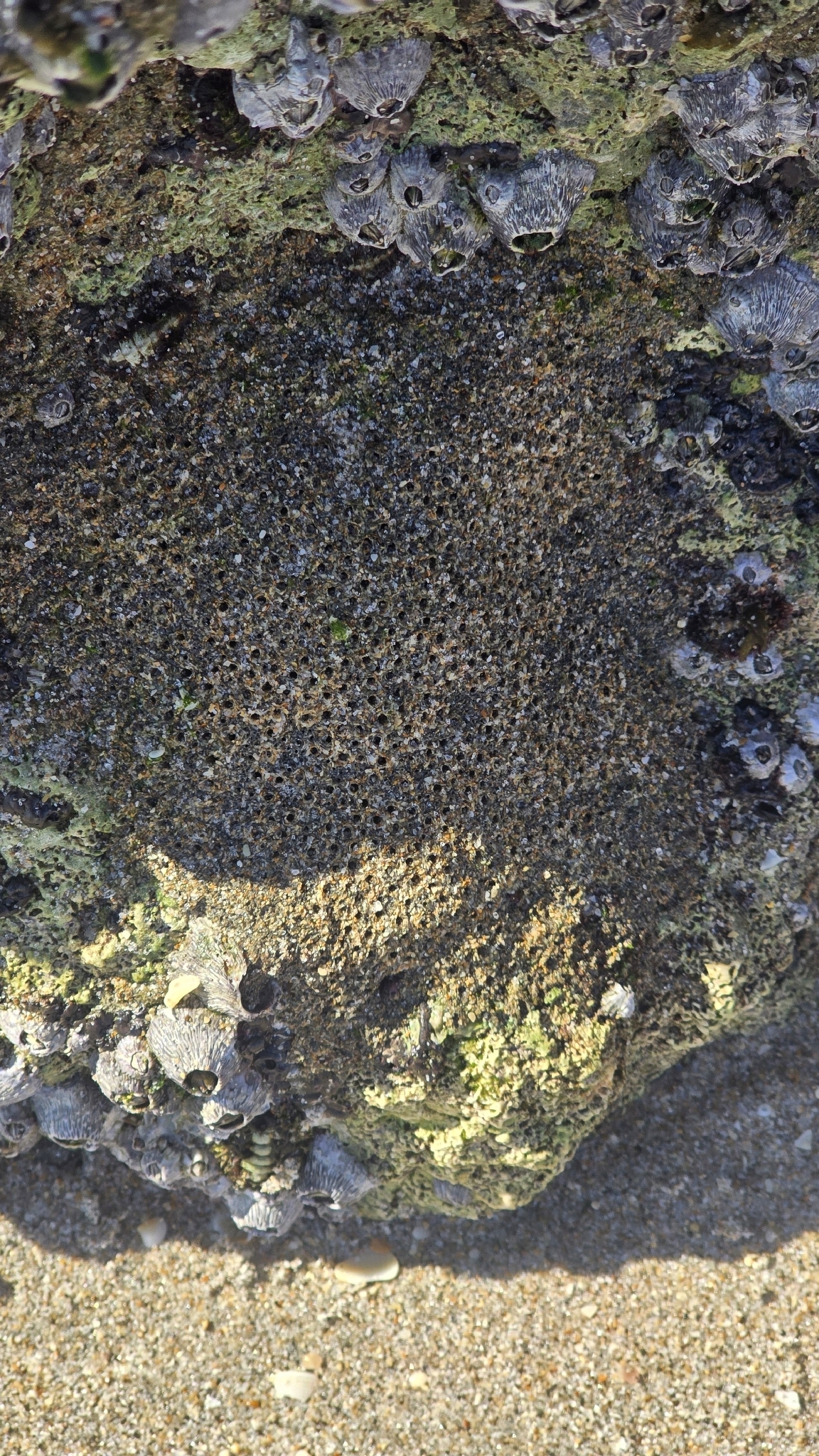 Phragmatopoma caudata Krøyer, 1863