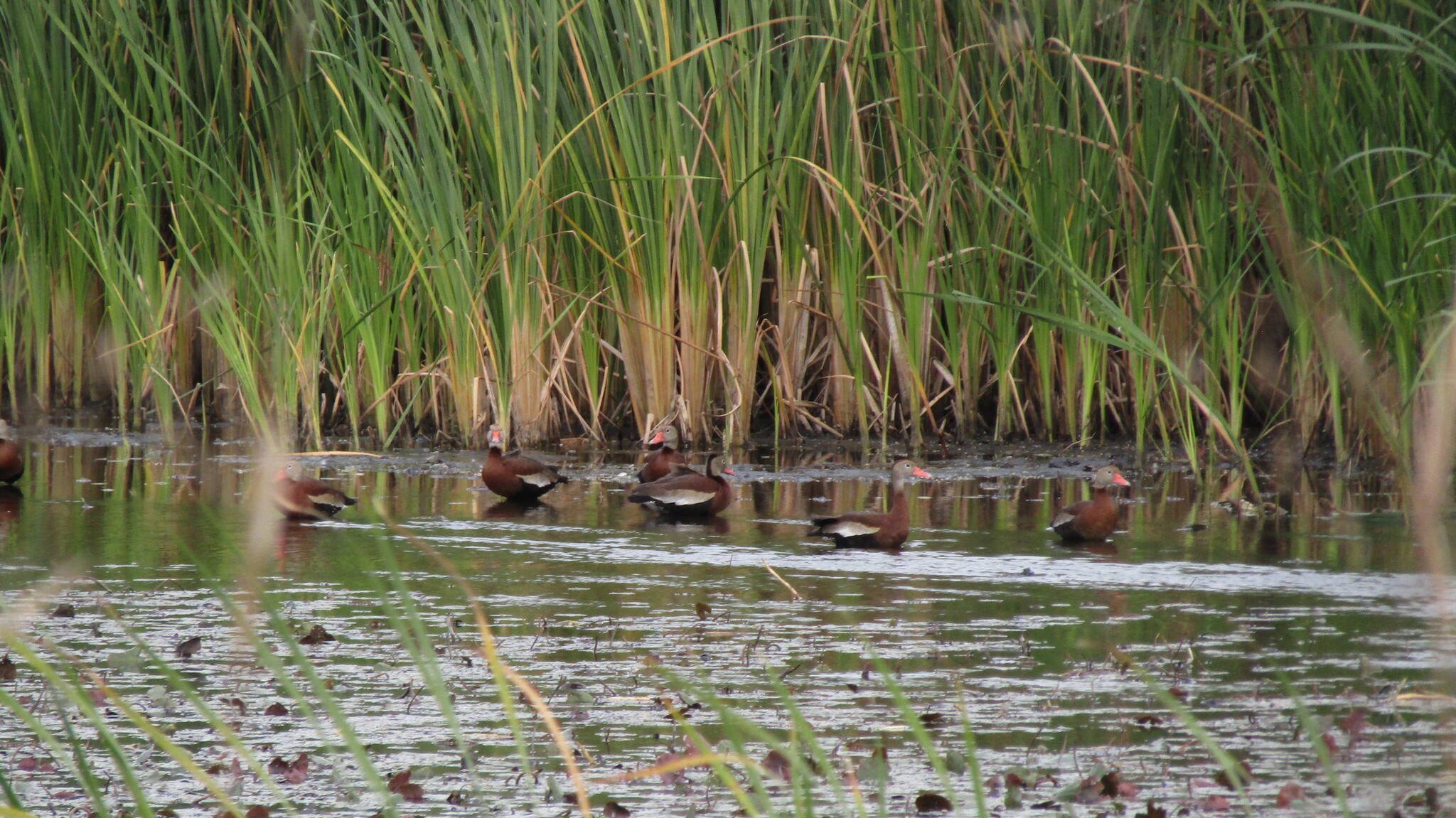 Black-Bellied Whistling-Duck in Sarasota, FL - Slide 7