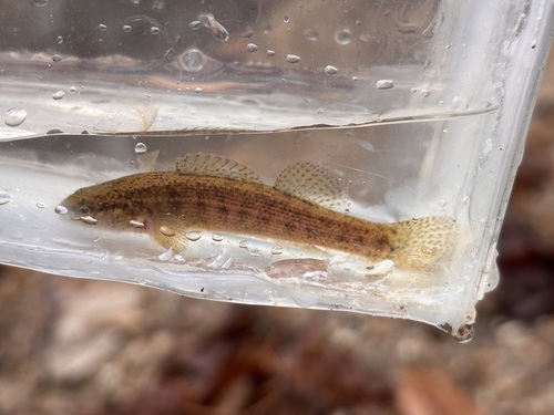 Goldstripe darter (Etheostoma parvipinne) — Percidae — 4