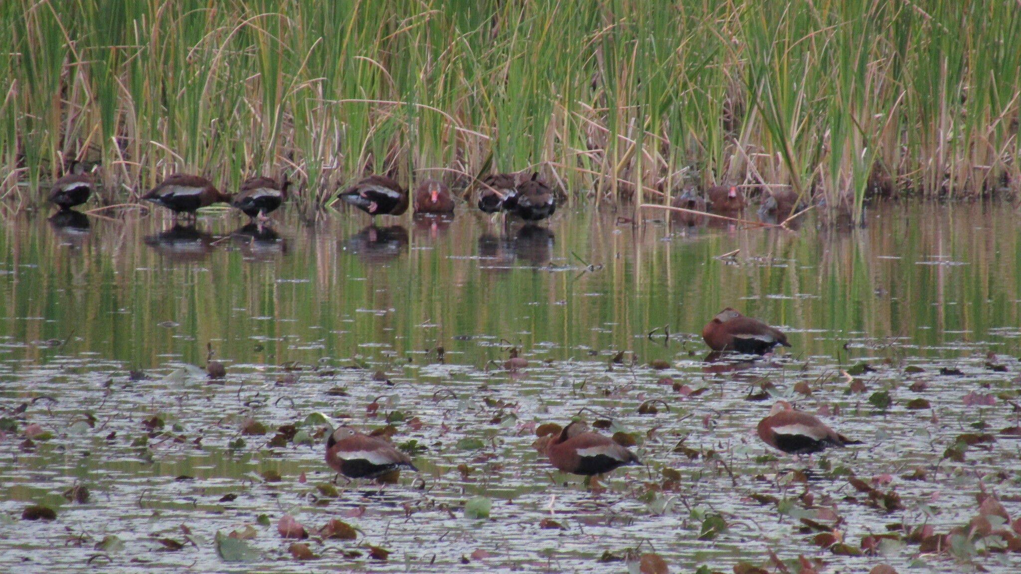 Black-Bellied Whistling-Duck in Sarasota, FL - Slide 5