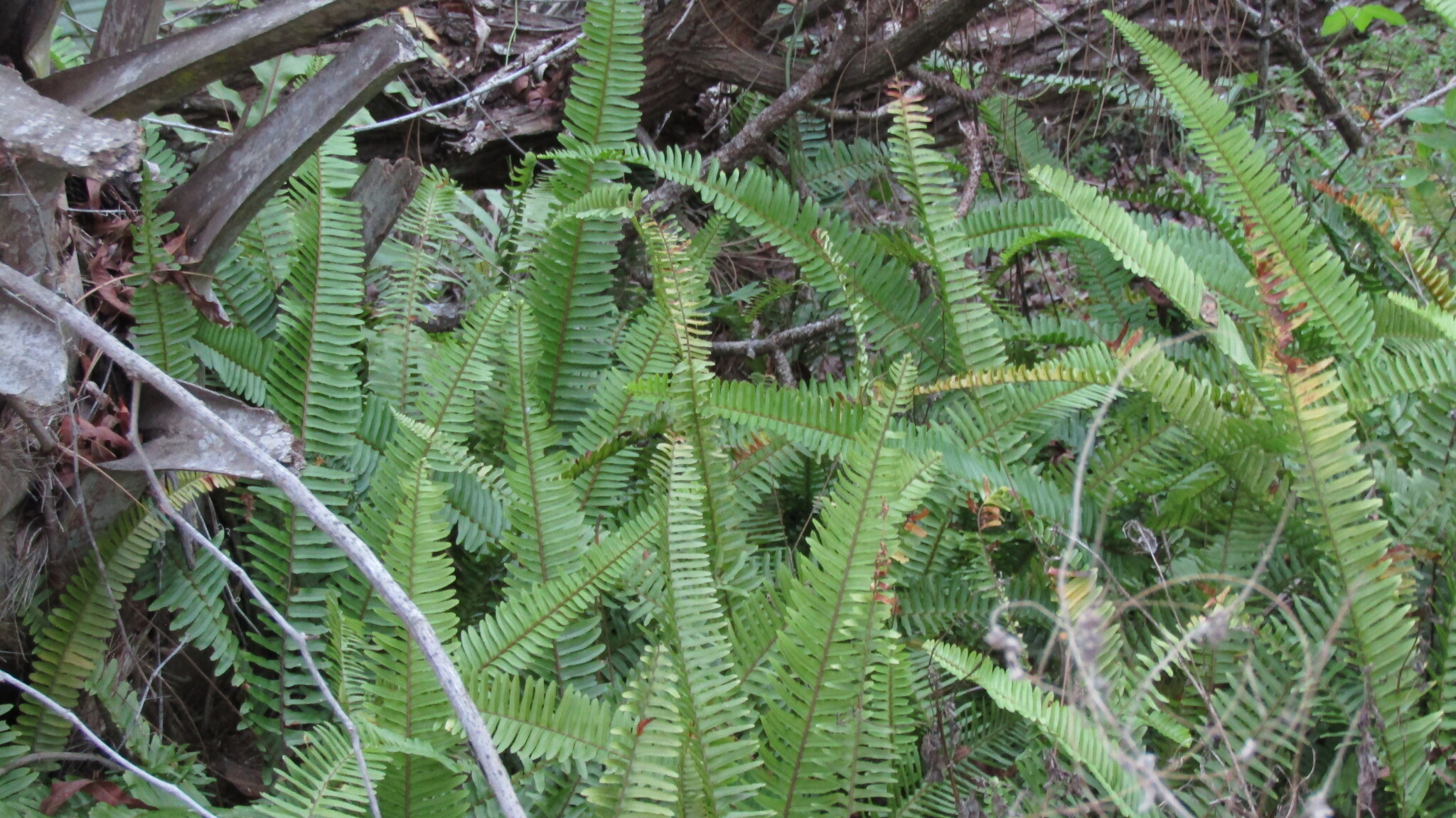 Nephrolepis × averyi Nauman