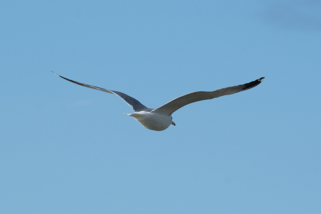California Gull (californicus)
