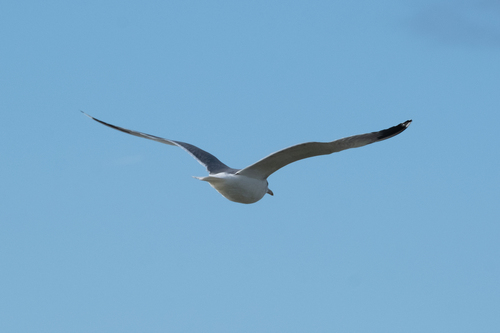 California Gull (californicus)