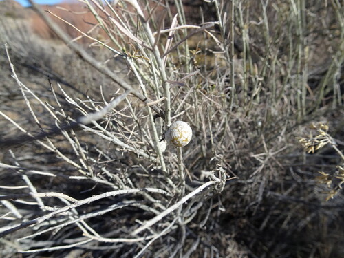Unknown species found near Santa Fe County, NM, USA