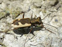 Neocicindela latecincta