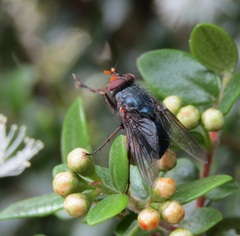 Tachineo clarkii