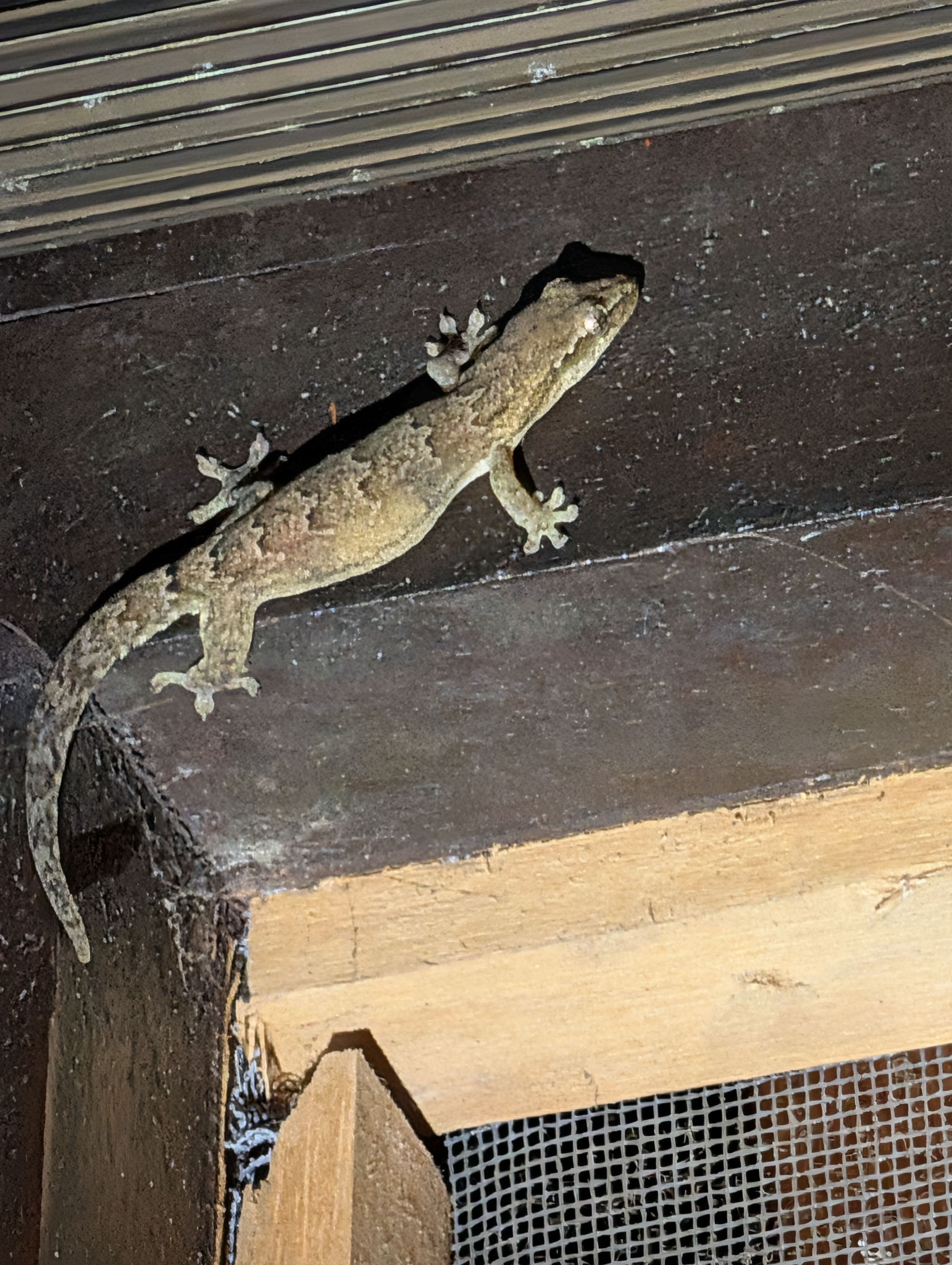 Lepidodactylus exoris