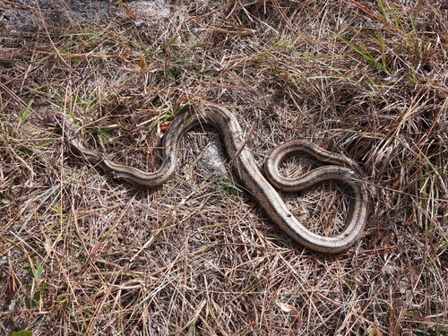 Eastern Ratsnake